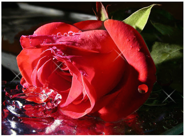 Resultado de imagen de muchas gracias en movimiento con rosas rojas