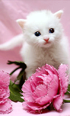 Gatito de color blanco junto a unas lindas rosas rosadas brillantes con movimiento