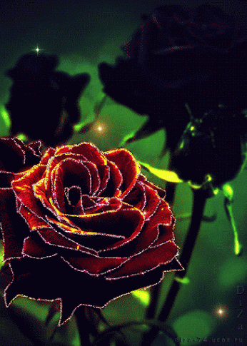 Rosa  luminosa en movimiento en la noche oscura